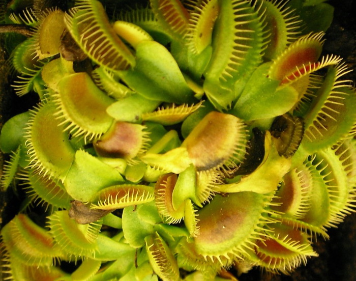 نور مصنوعی برای ونوس مگس خوار